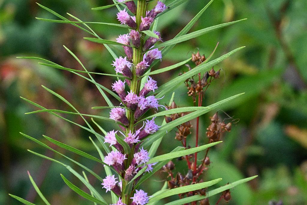 2025-08240155 Assabet River NWR, MA.JPG - Blazing Star (Liatris). Assabet River National Wildlife Refuge, MA, 8-24-2025